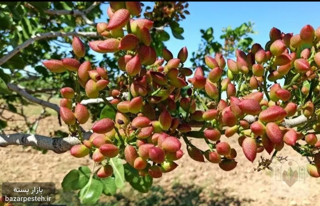 خرید پسته کال و مغز بصورت نقدی و با بالاترین قیمت، تصویر 2