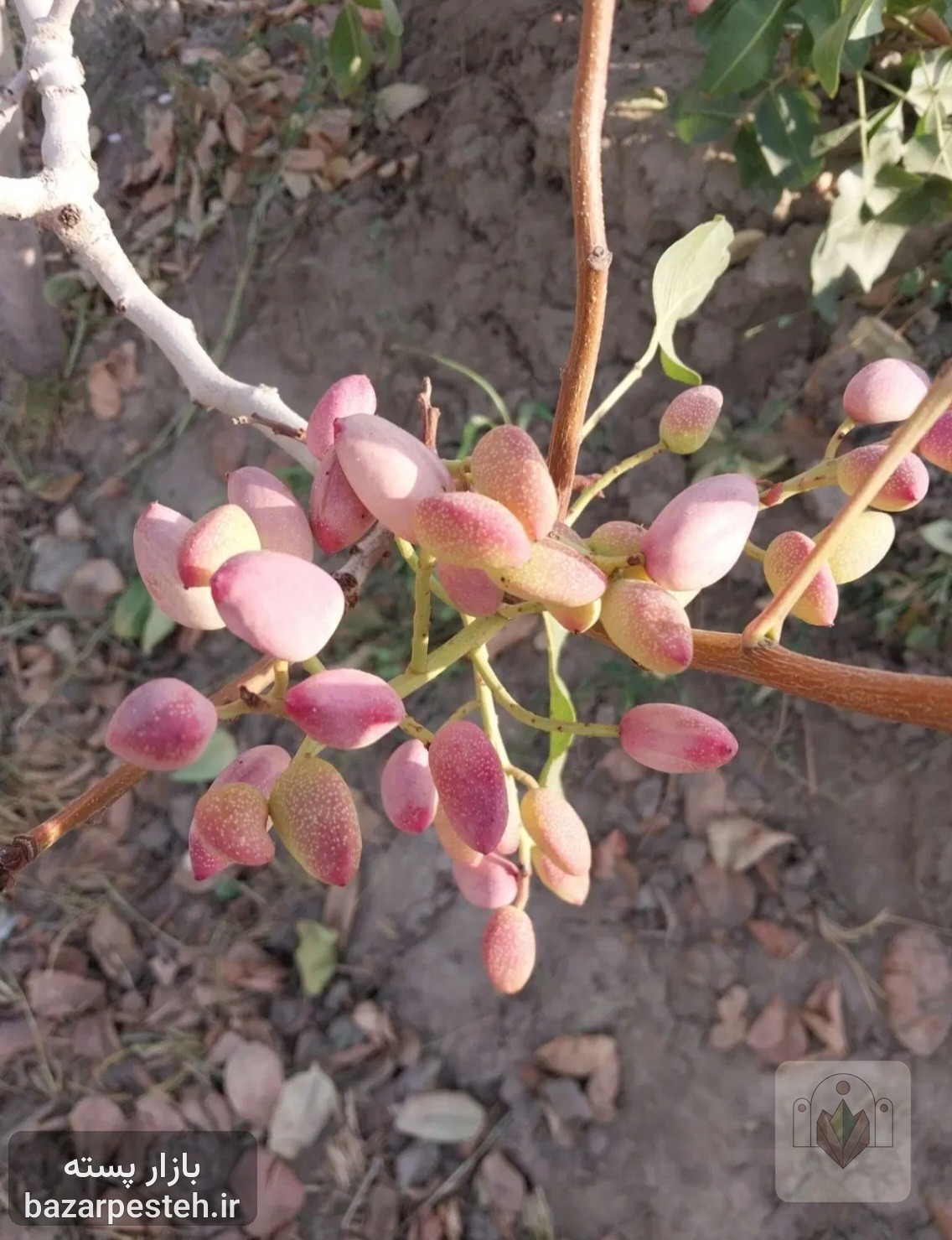 پسته تازه، تصویر 2