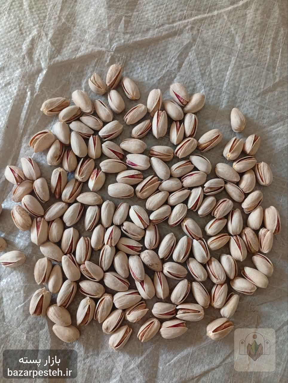 پسته اکبری توچین ۲۲
